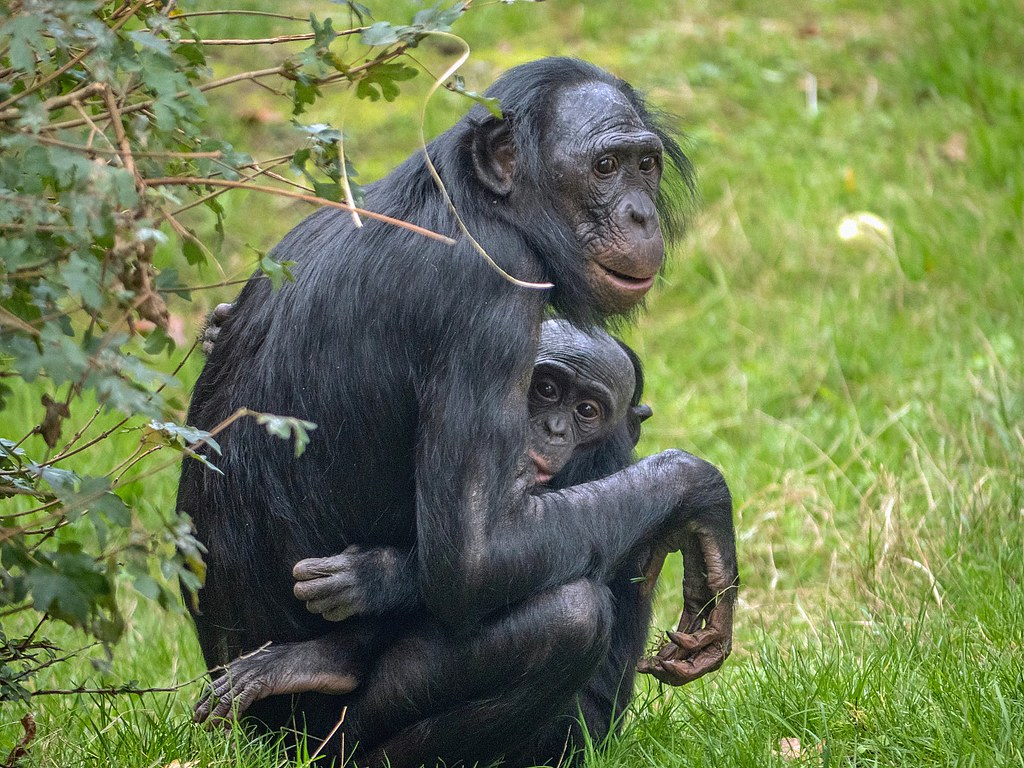 Яндекс.Картинки