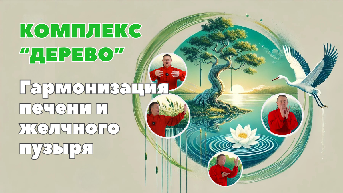 Комплекс Цигун "Дерево" для гармонизации печени и желчного пузыря