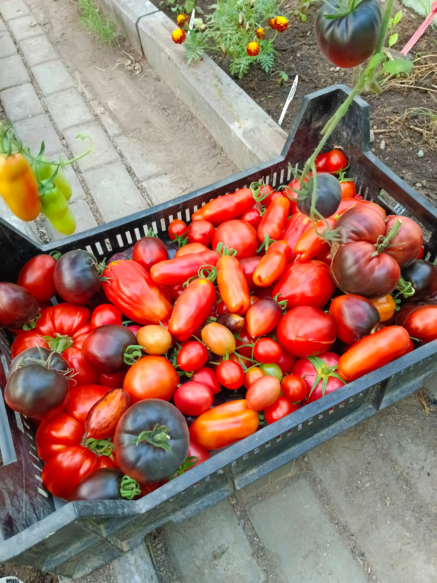 Фото из моего архива. Часть урожая 2024 год 