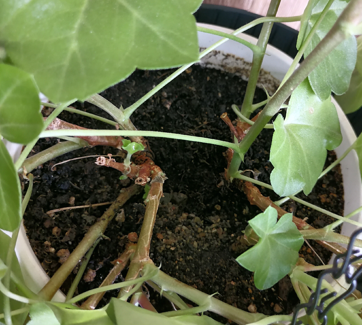 К весне из пары черенков.