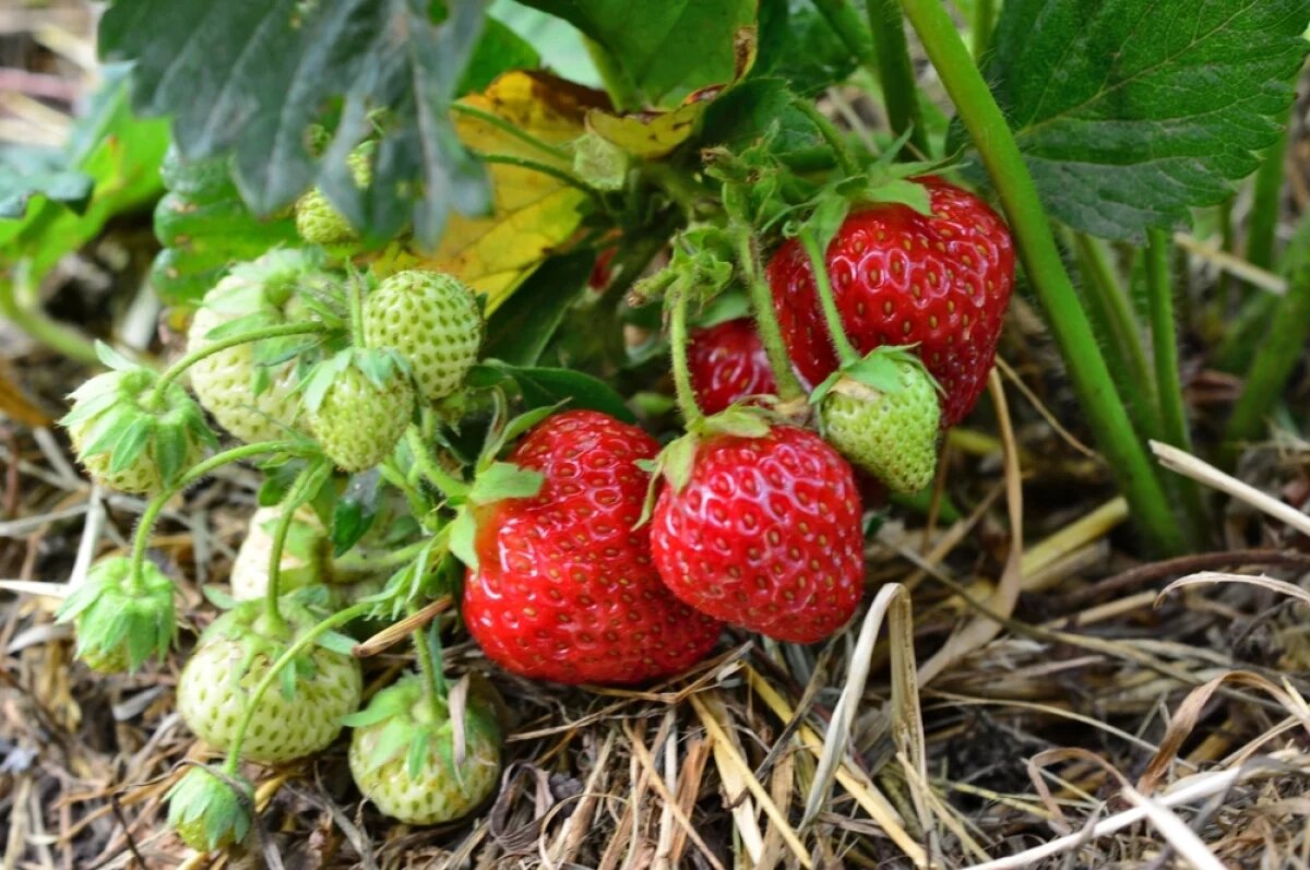    Неприхотливые сорта клубники для средней полосы: