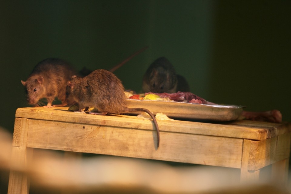    Полчища крыс оккупировали АЭС в Великобритании. Михаил ФРОЛОВ