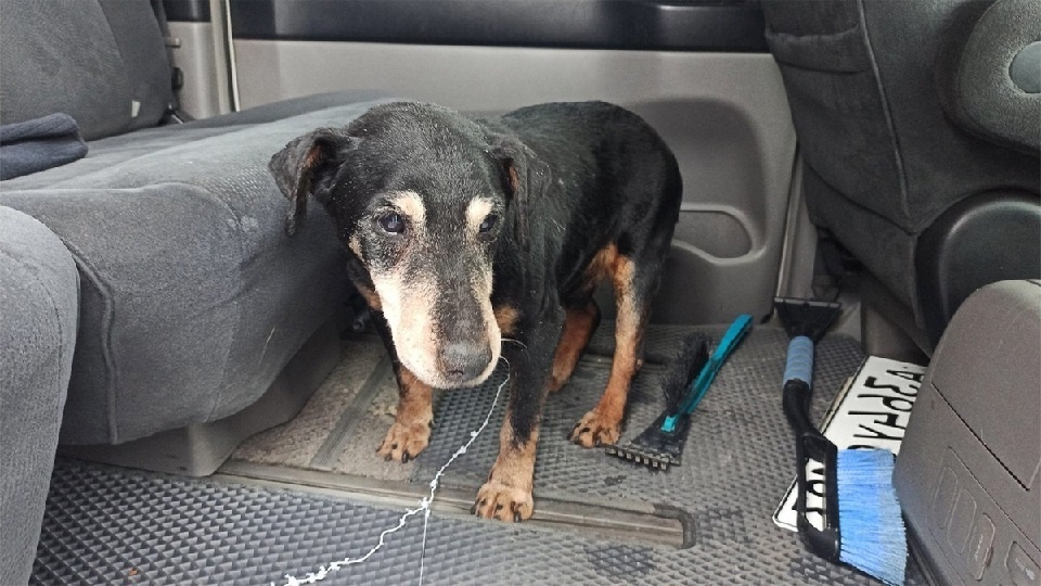 Песик с улицы