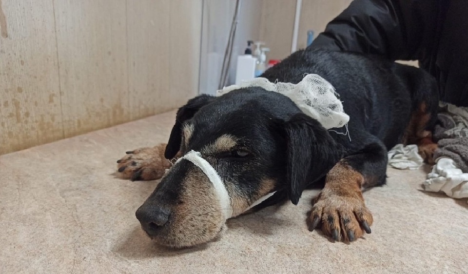 У ветеринара