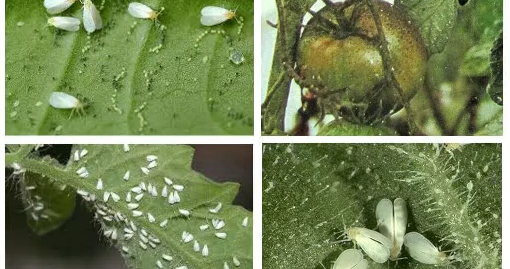 Борьба с белокрылкой в теплице: экологичные методы для дачников