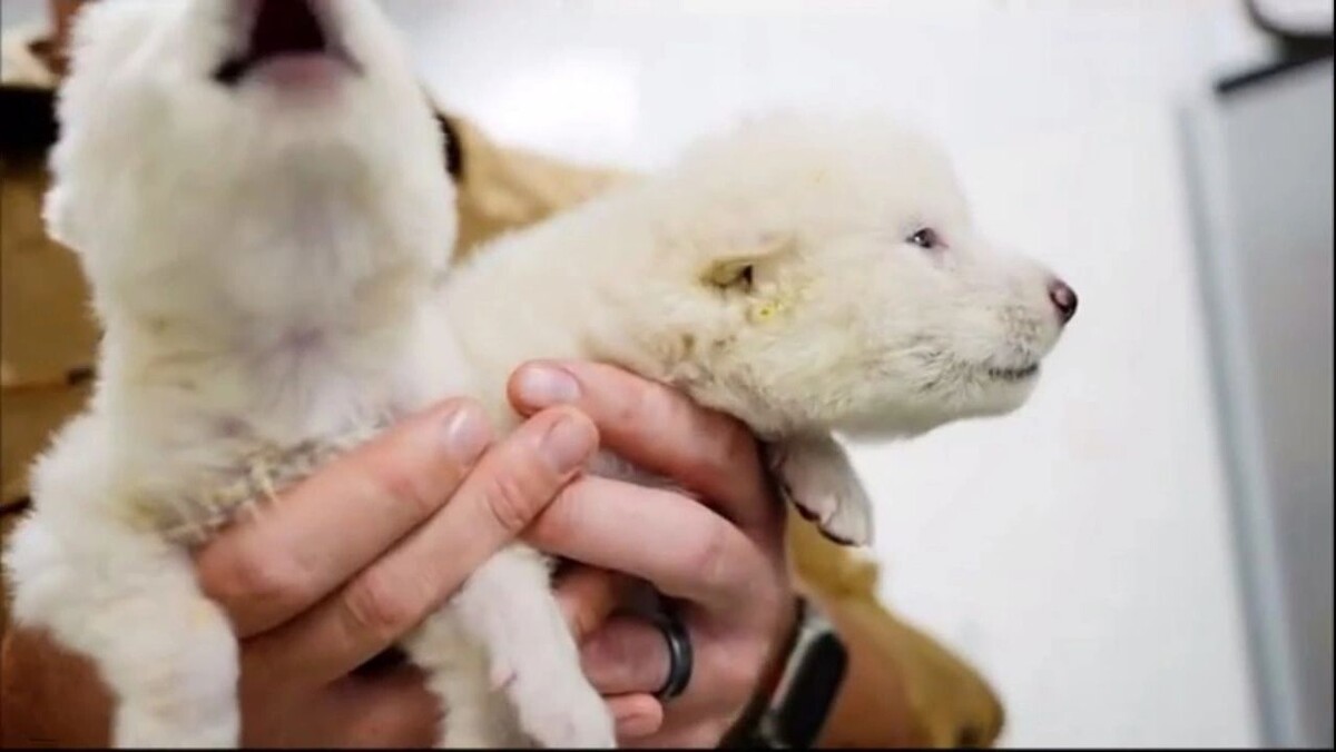    Кадр видео канала Радио Sputnik/t.me