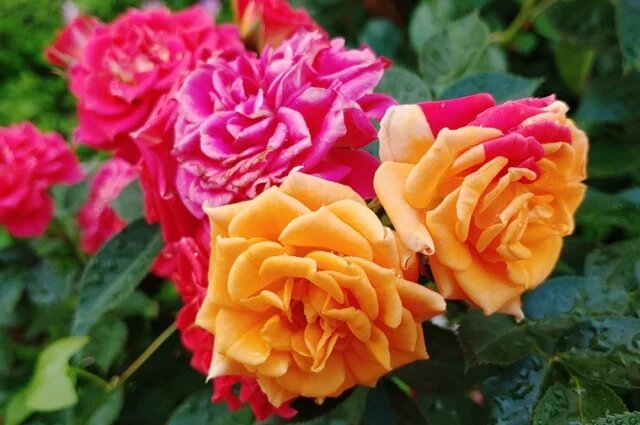    Роза Джозефс Коут