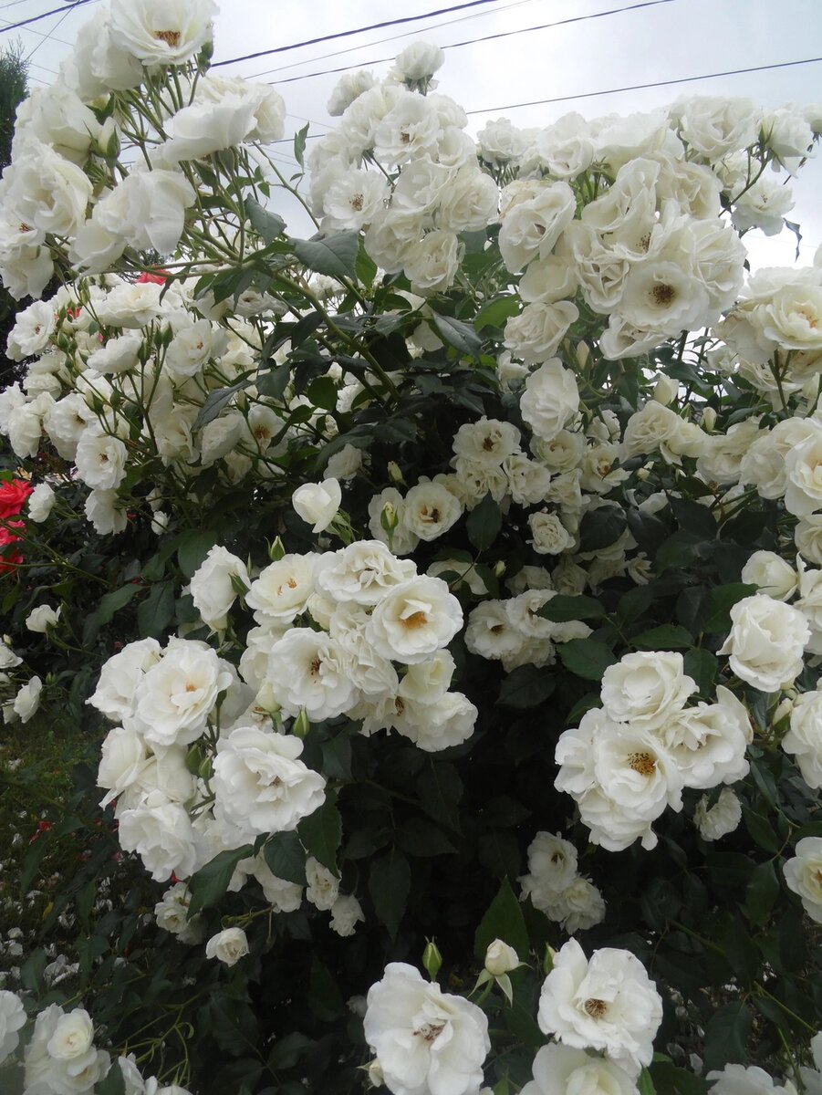    Роза Айсберг. Фото:  АиФ/ Денис Терентьев