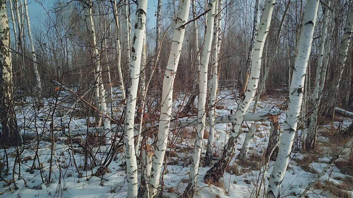     Источник: 1MI