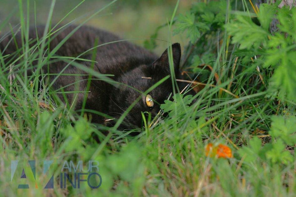    Фото: Амур.инфо