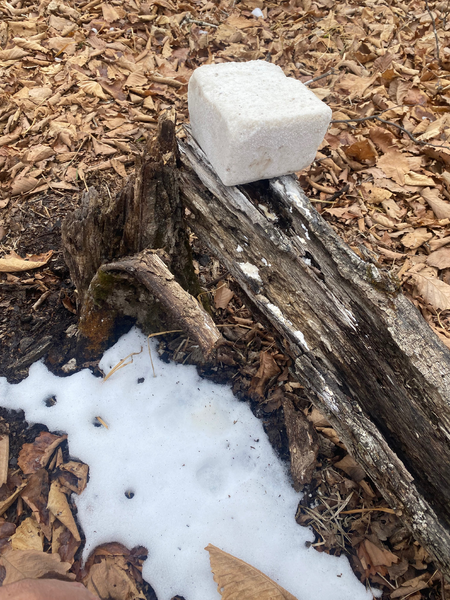 Солонец на фото простоял уже месяц