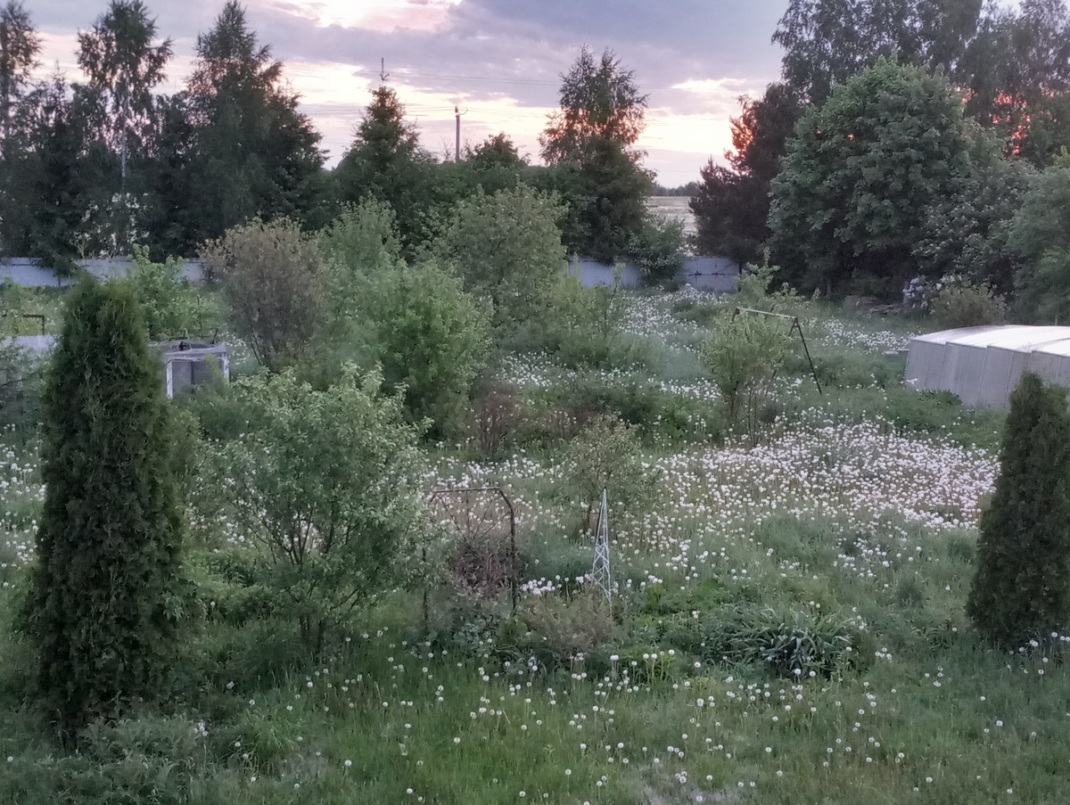 Заросли одуванчиков на том же месте. Лето 2021