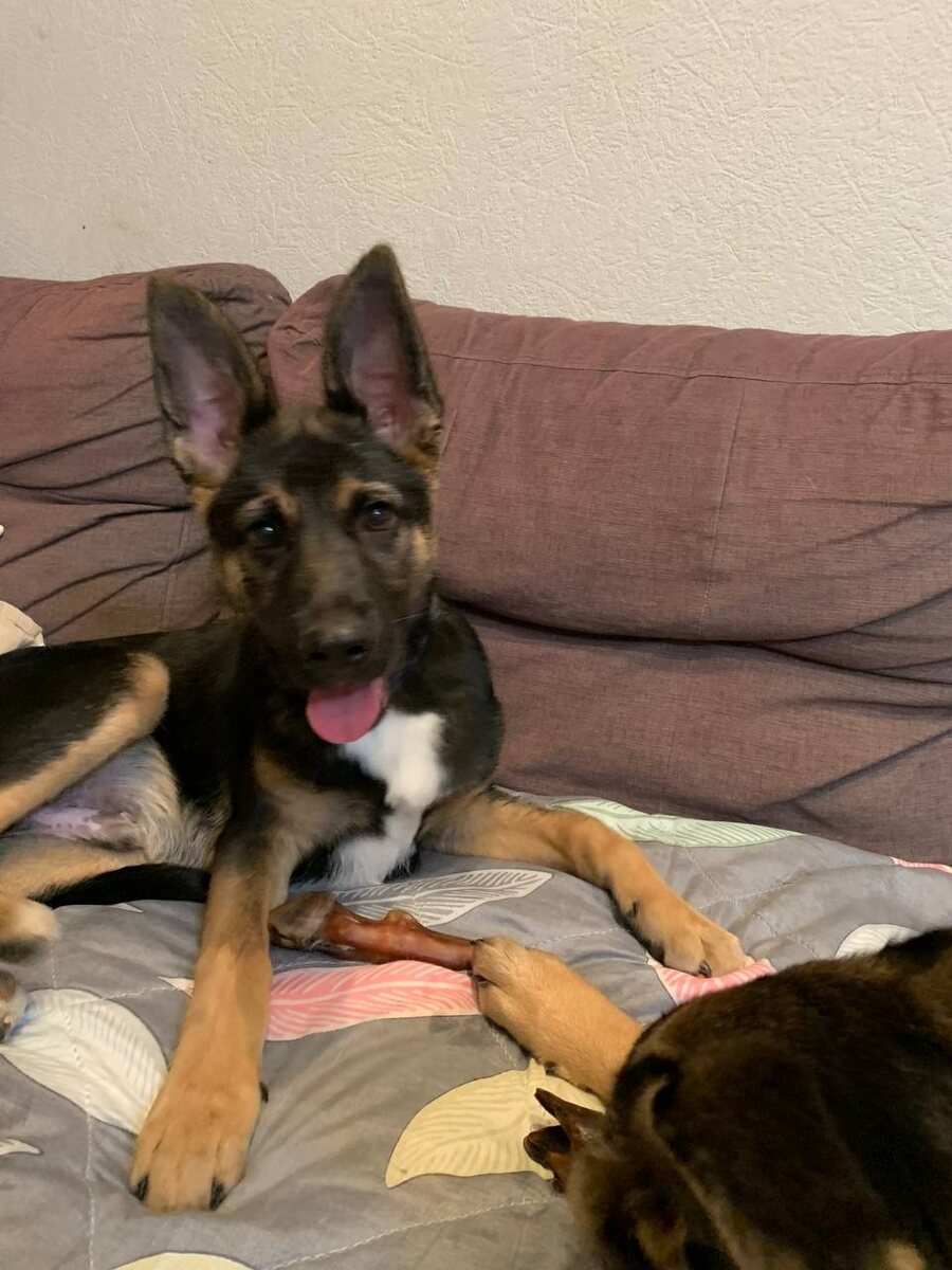 Гаврюшенька очень хочет домой