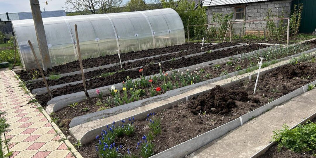 Слизни боятся этой шершавой ловушки — урожай под защитой