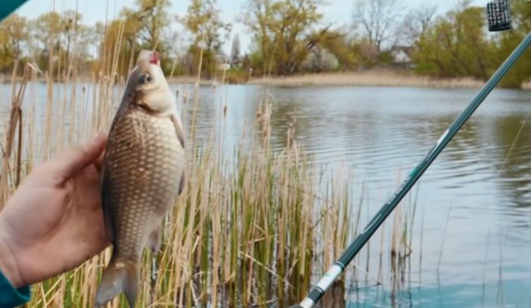 Карась пойманный на фидер в начале апреля. Источник фото rajpohody.cz