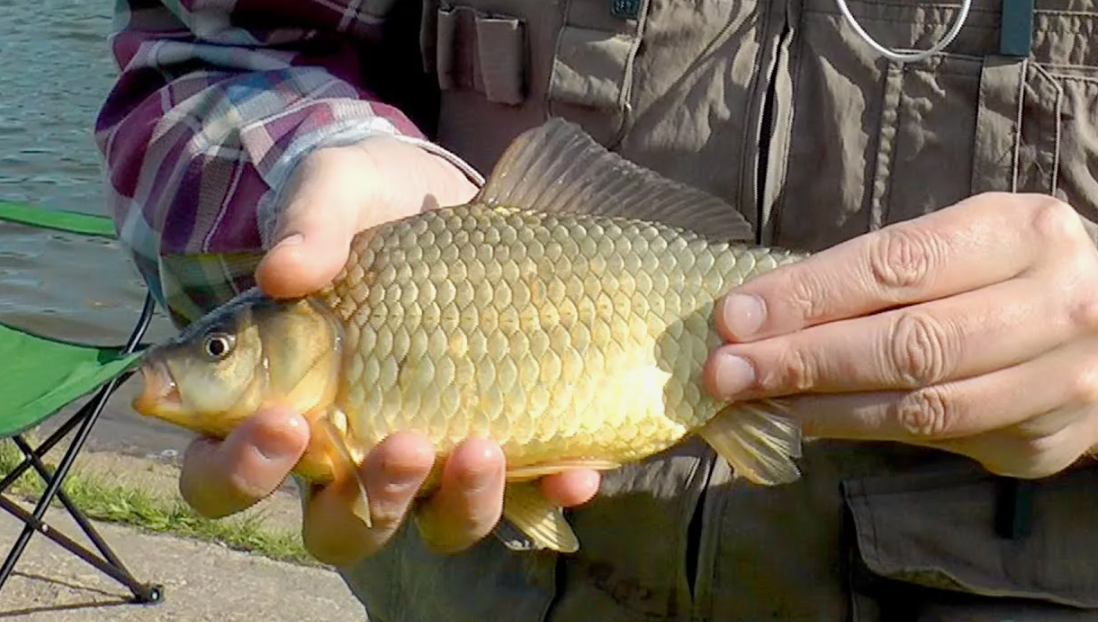 Рыба карась пойманная на фидер. Источник фото riyba-karas-lovit.rukamisami.ru