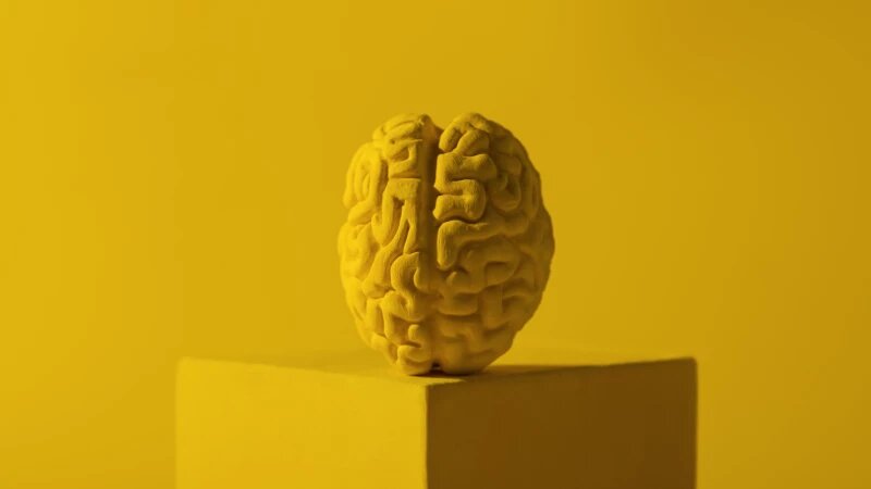     Мозг freepik.com