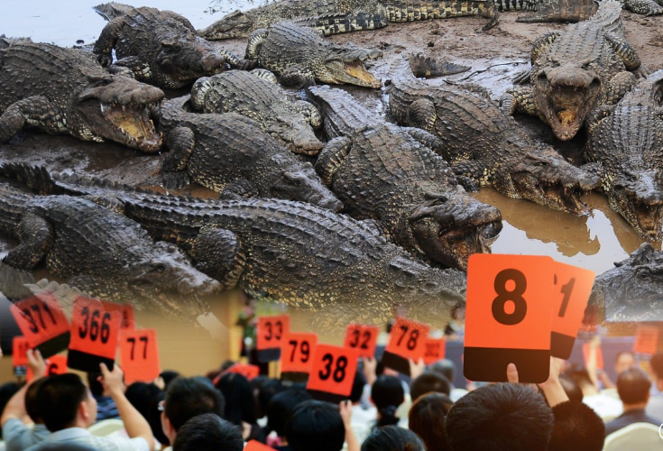 Сколько вообще нужно времени, чтобы вырастить одного крокодила?