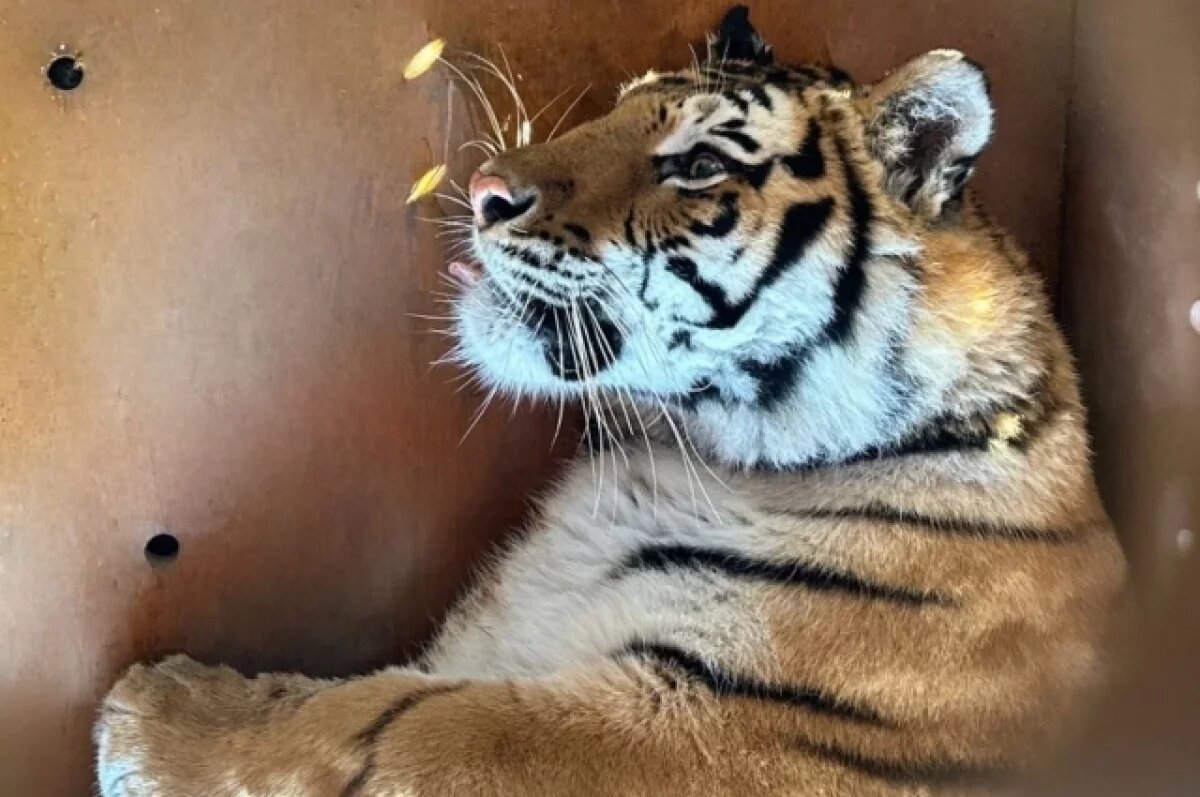    В Приморье отловили хромающего тигра, таскавшего собак в селе Маргаритово