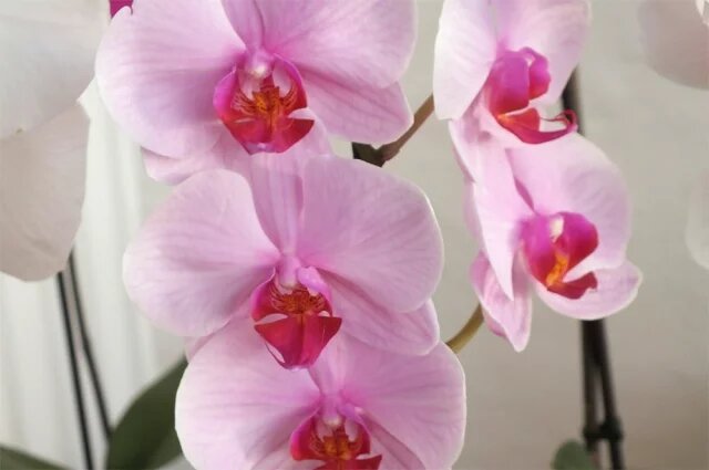    Какой самый популярный сорт орхидей?