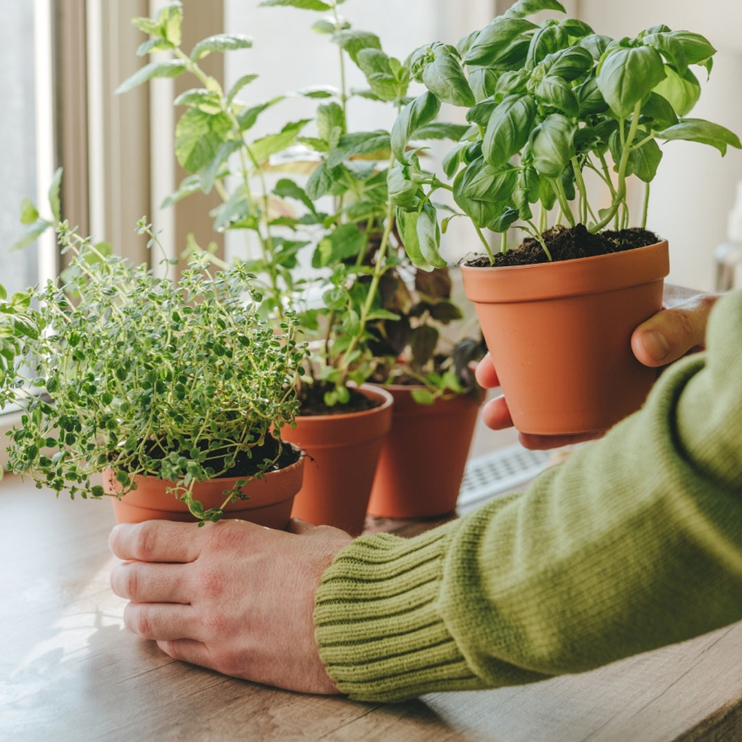 А вы выращиваете зелень на подоконнике?