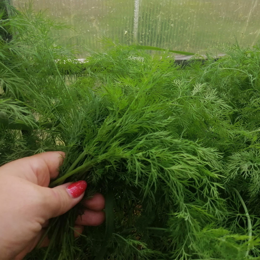 Последнее время обязательно выращиваю укроп и шпинат