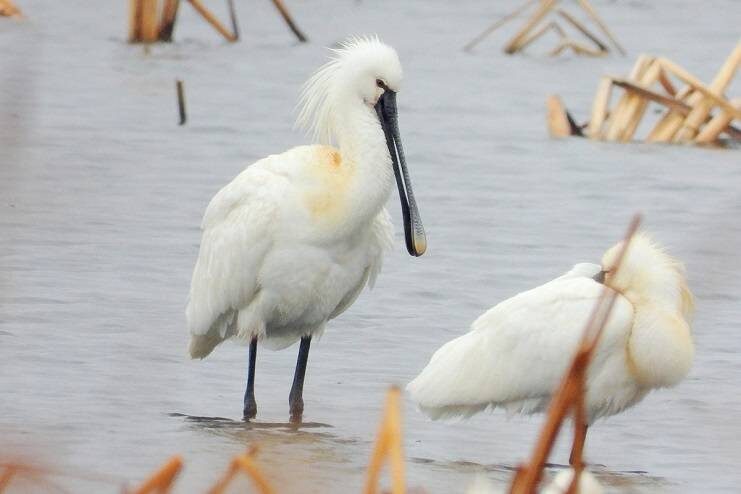    Источник фото: Ольга Васик