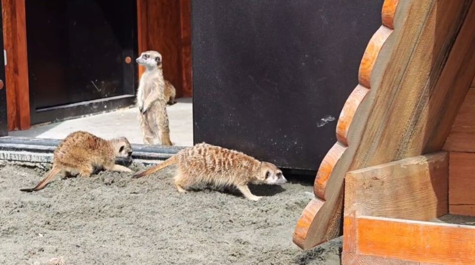    Сурикаты. Источник: t.me/zoo22ru