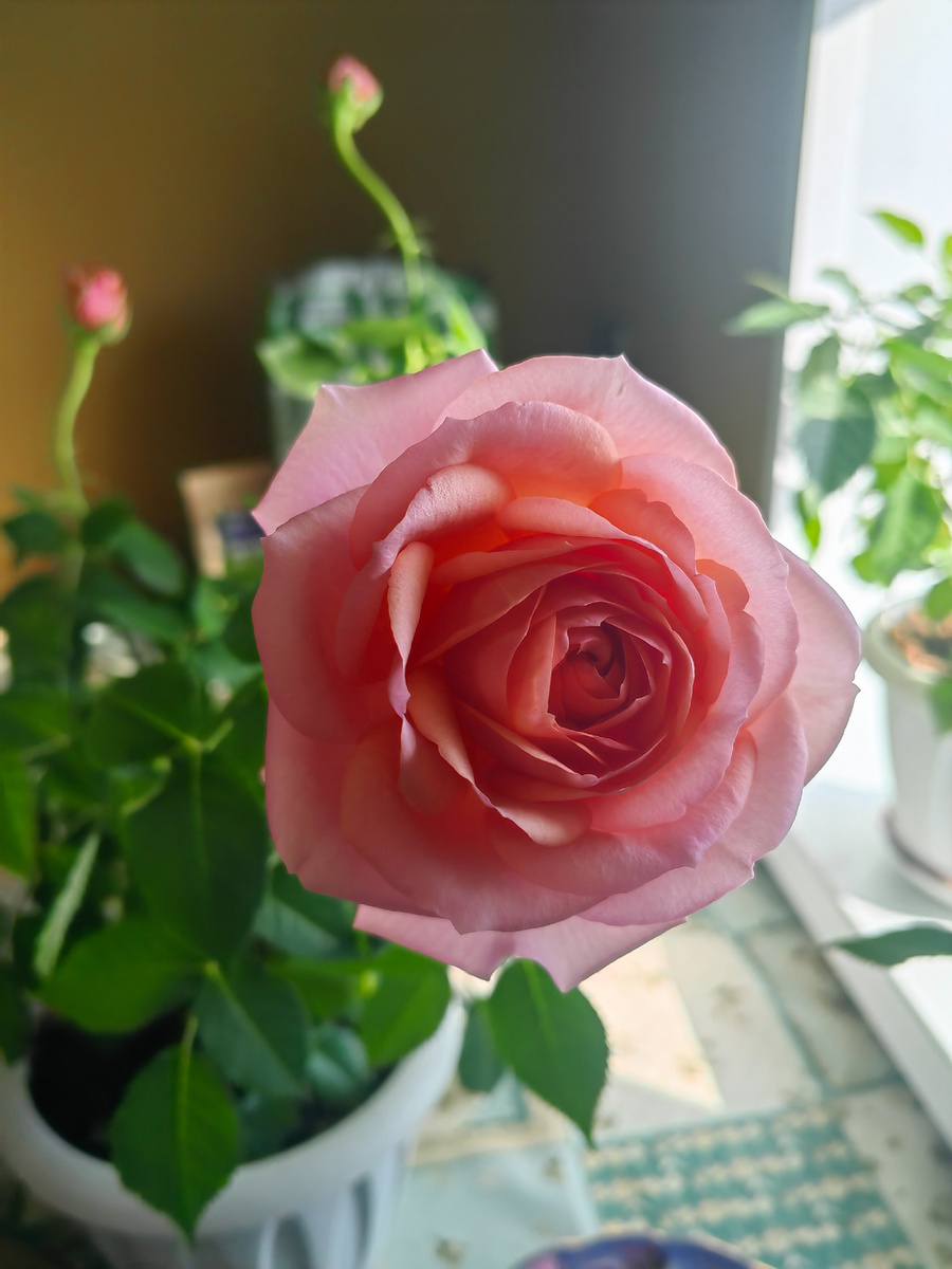 Розы карликовые, а цветы большие.