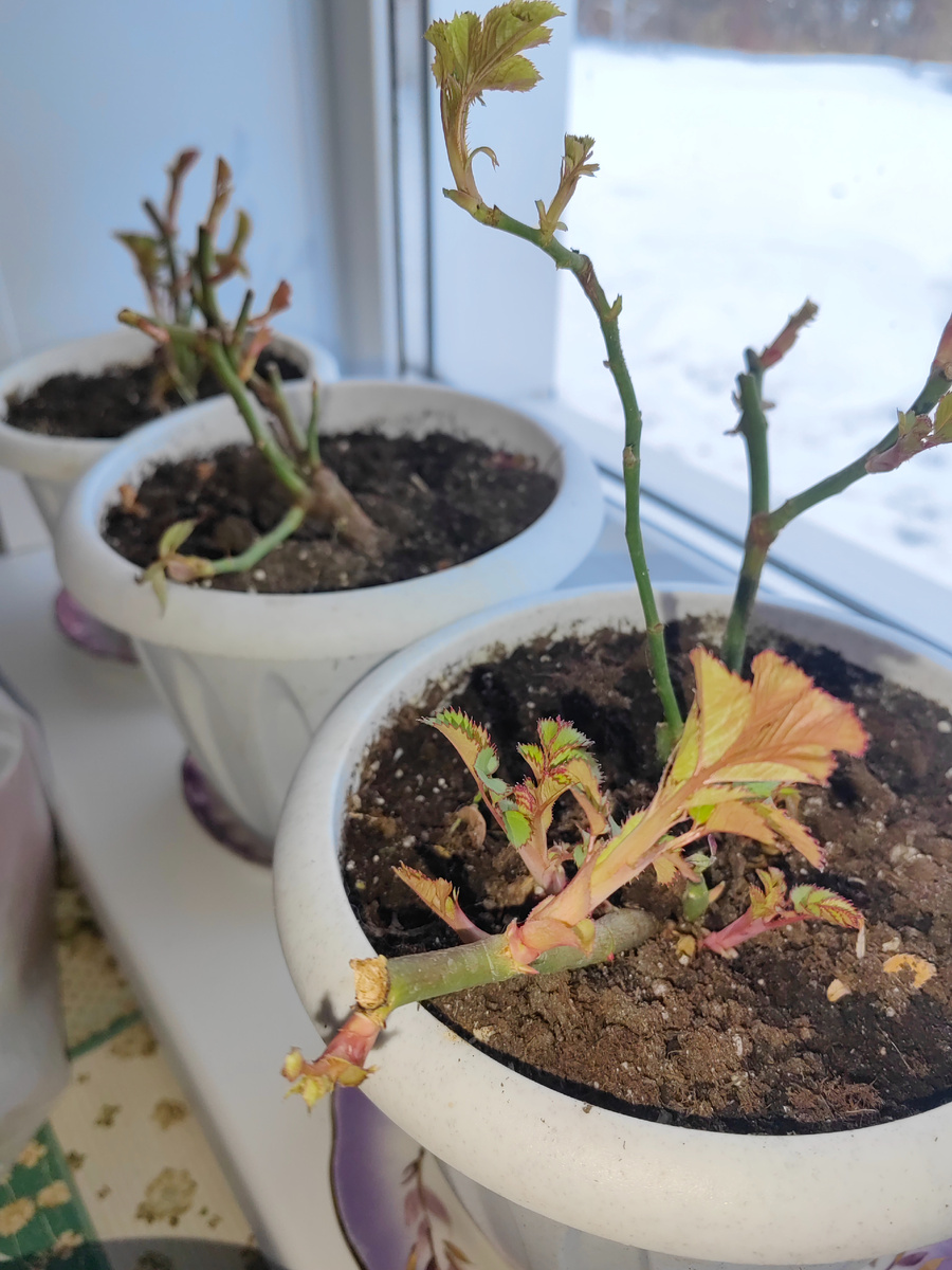 фото в конце января