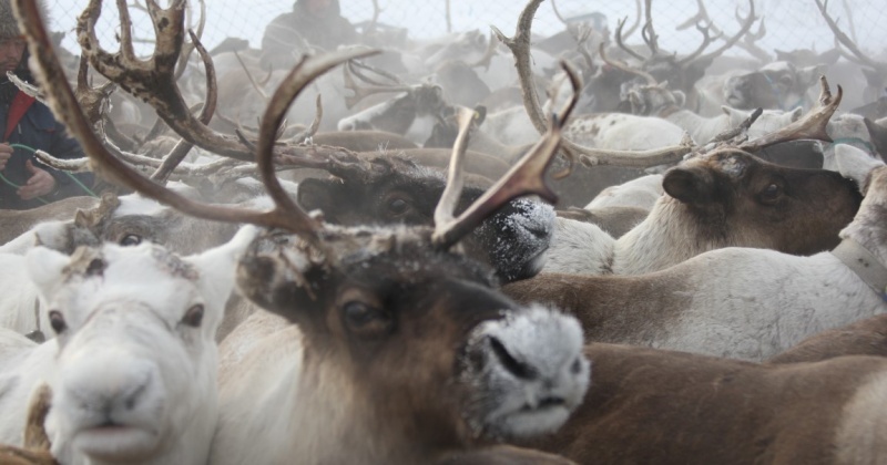 Фото: Тематическое фото / Сайт интернет-издания Kolyma.ru