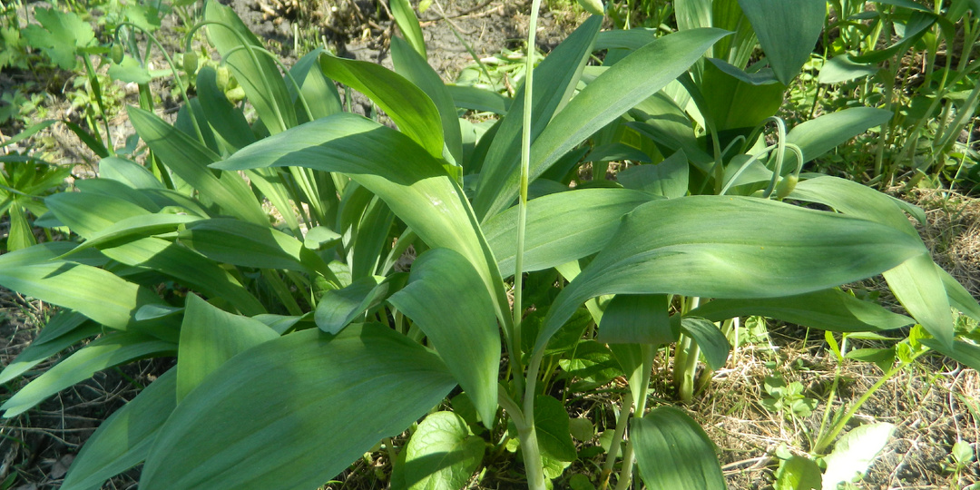 Какие овощи могут расти в тенистом месте