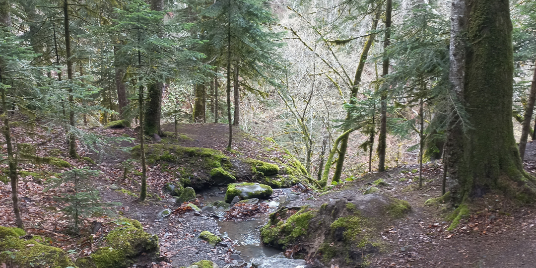 Кавказский биосферный заповедник.