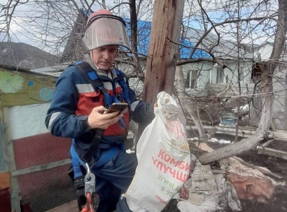   Энергетики спасли кота в Республике Алтай. Источник: Сообщество ВКонтакте "Россети Сибирь Горно-Алтайские ЭС"