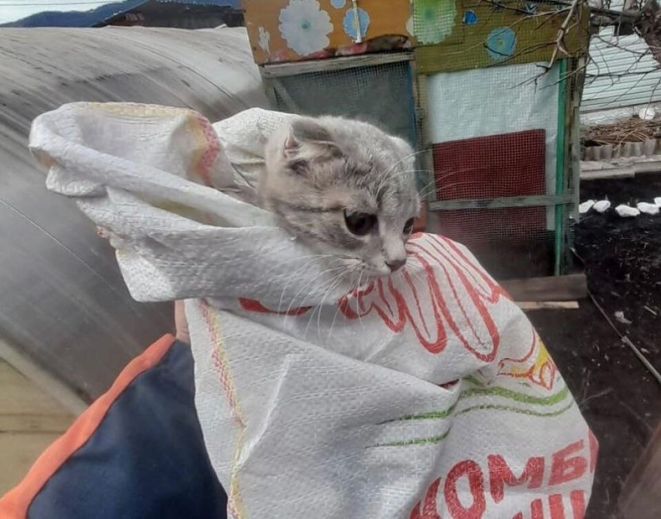    Энергетики спасли кота в Республике Алтай. Источник: Сообщество ВКонтакте "Россети Сибирь Горно-Алтайские ЭС"