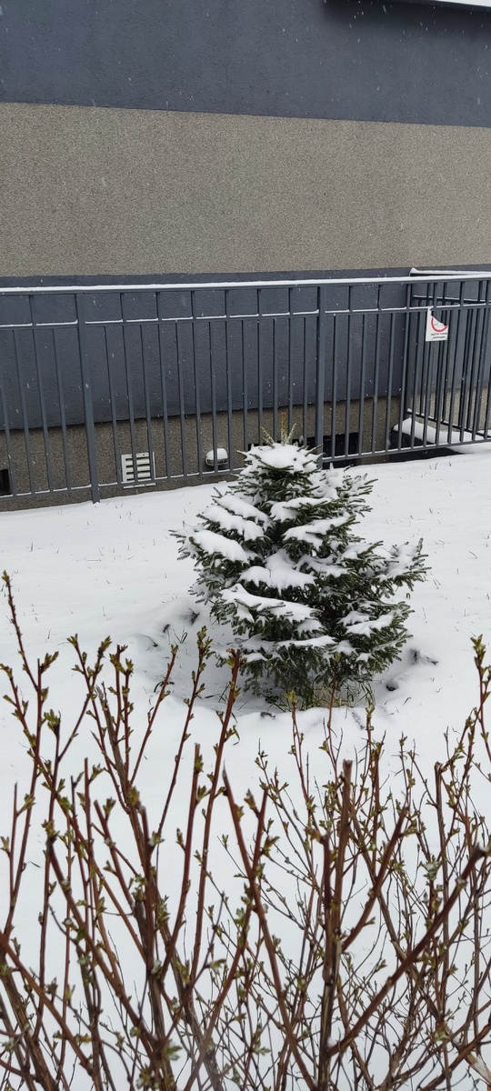 Листочки уже зелёные, а снега насыпало много. Это 19 апреля 2024.