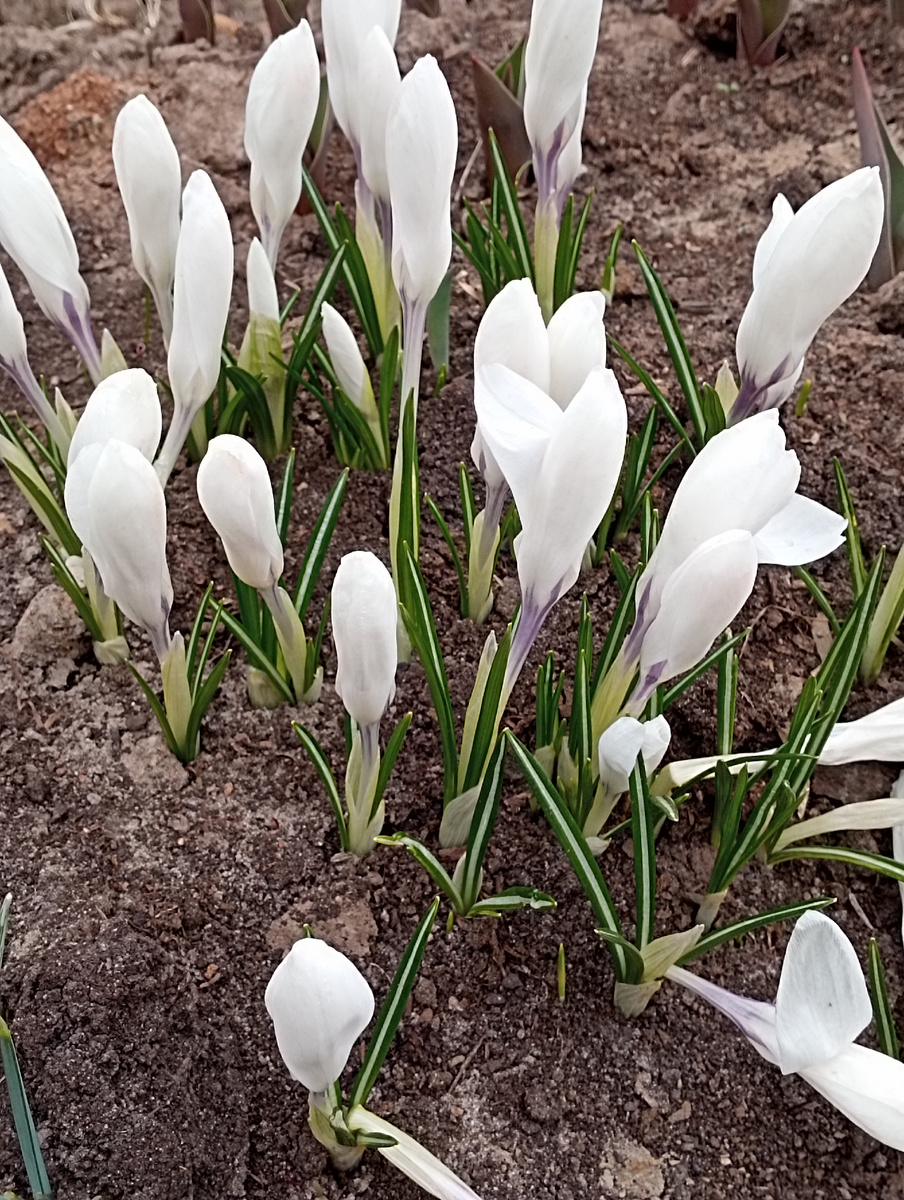 Сажала, как мускари. Но, по- моему это не они. Пересорт или моя ошибка?