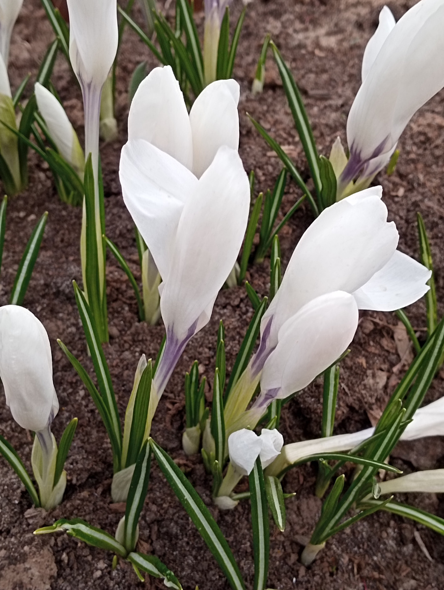 На солнышке неопознанные цветочки раскрылись ещё больше.