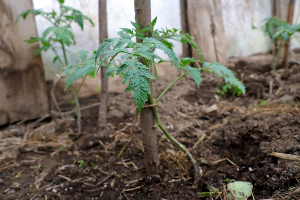 Посадки начнутся в конце апреля.  Фото: Фото: ФедералПресс / Елена Майорова