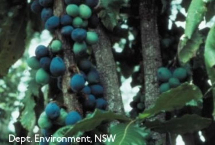    Ферментация позволяет раскрыть антиоксидантную силу недооцененных местных растений