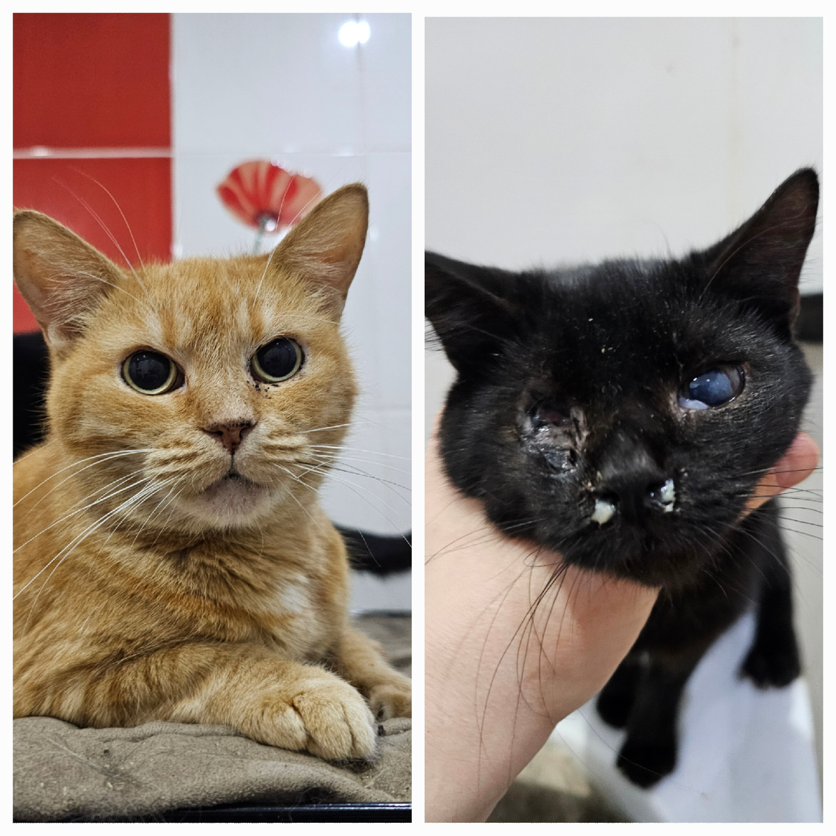 Жанне и Ева