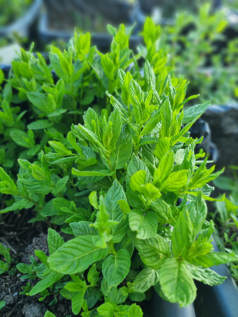 Мята Черная смородина"