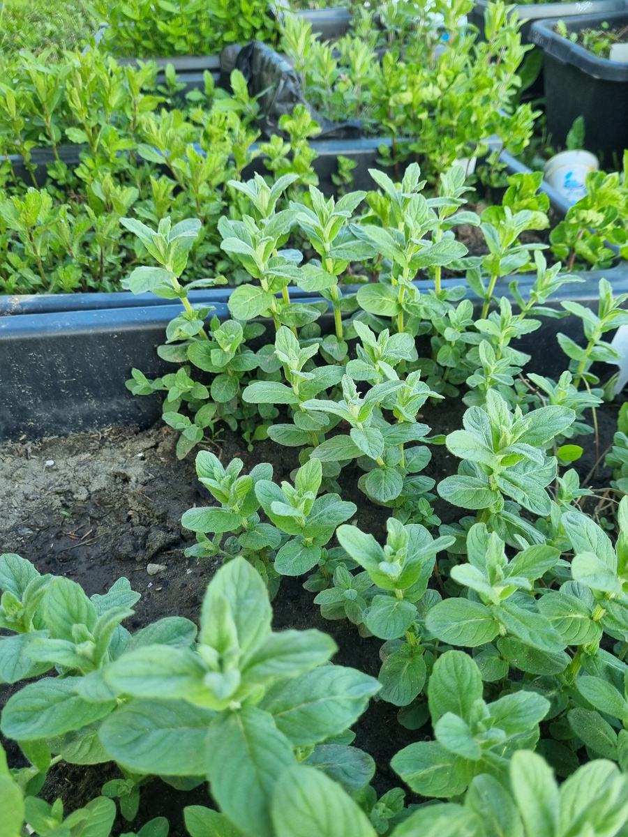 Белый шоколад Нины