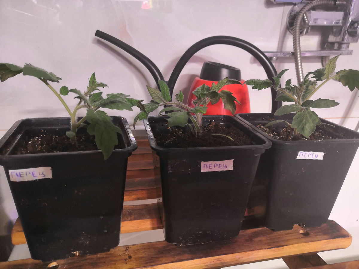 Рассада томата Полосатый перец