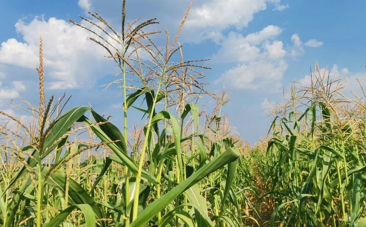    Почему фермеры США сделали ставку на кукурузу вместо сои и пшеницы