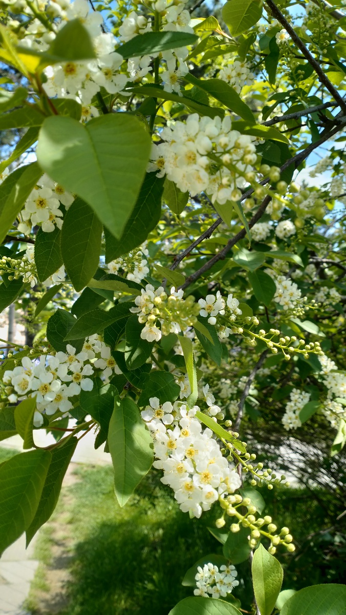Черёмуха зацвела