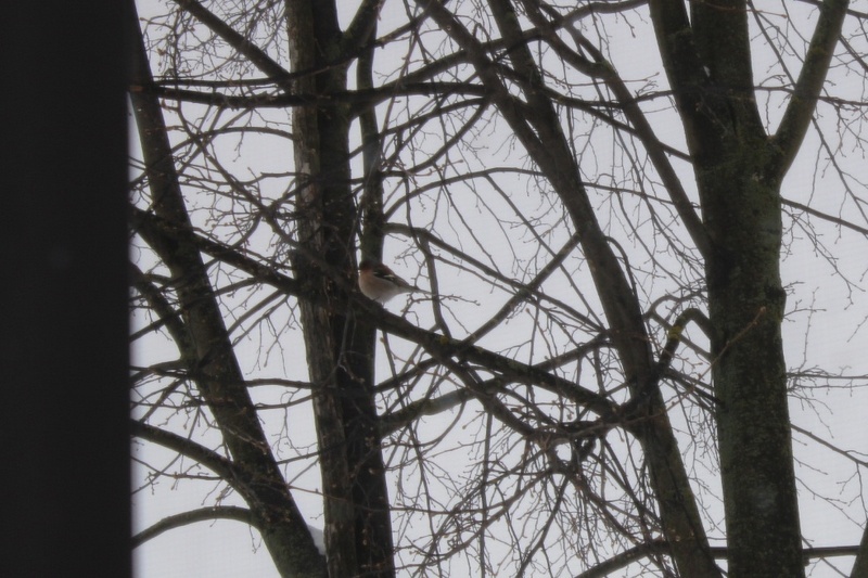 Зяблик на липе. ? апреля 2025 г. Юго-восток Подмосковья