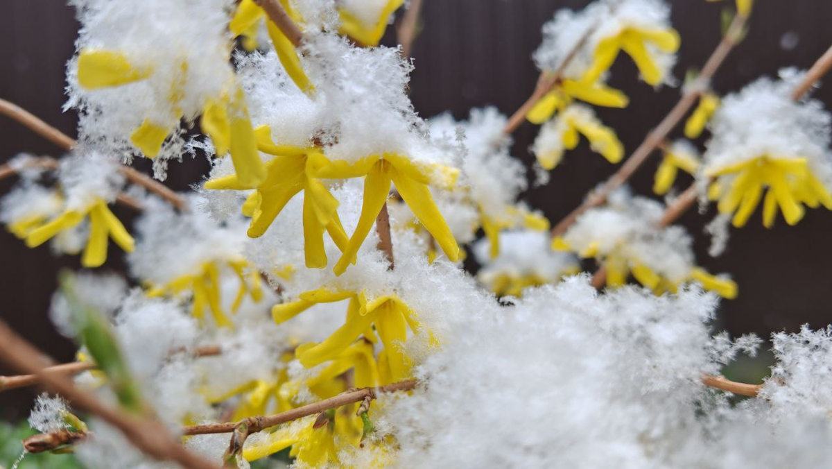 Фото автора_ Апрель 2025_ цветение форзиции