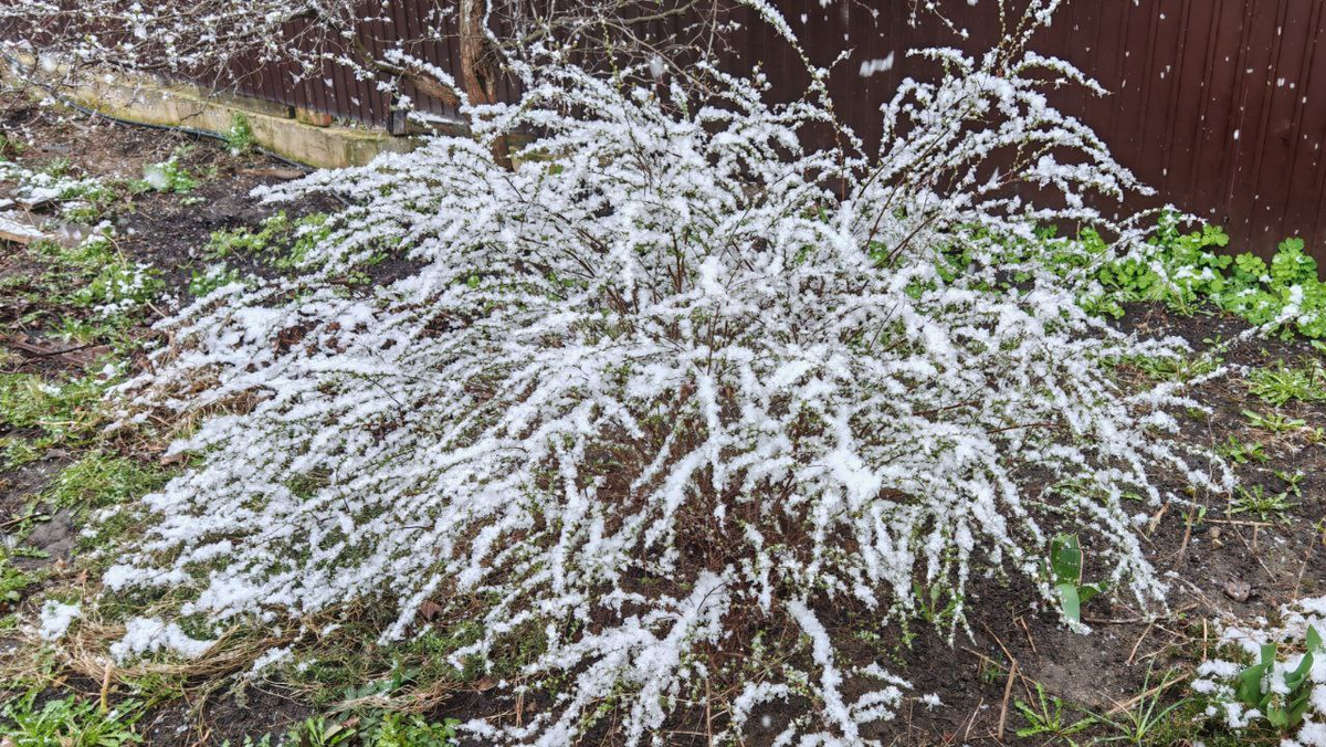 Фото автора_апрель 2025_ спирея в снегу