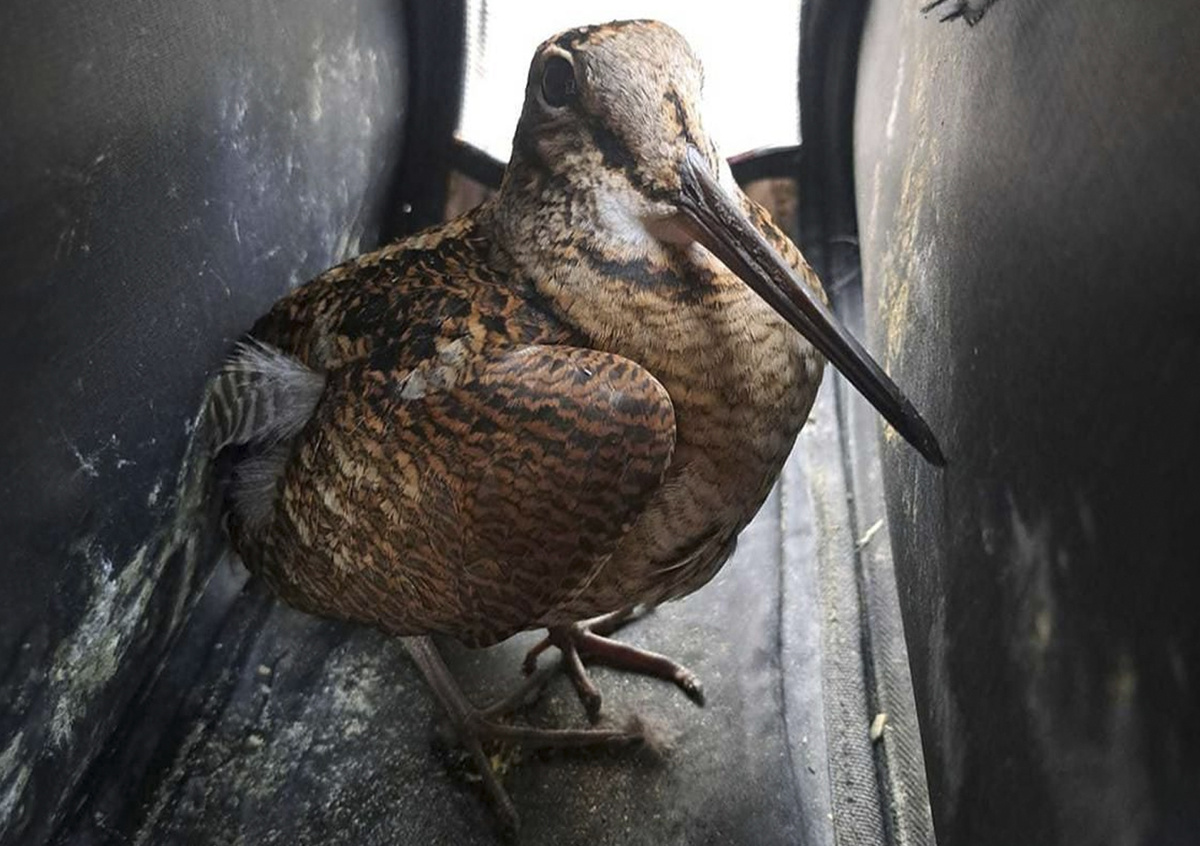 Фото: Пресс-служба Департамента природопользования и охраны окружающей среды города Москвы